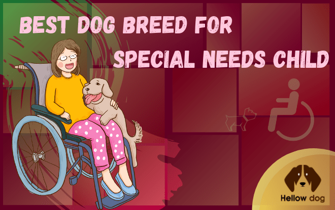 Best Dog Breed for Special Needs Child