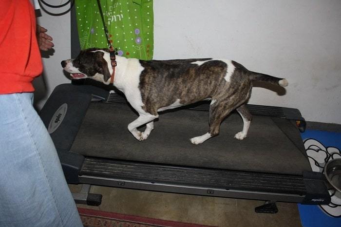 A dog using a treadmill