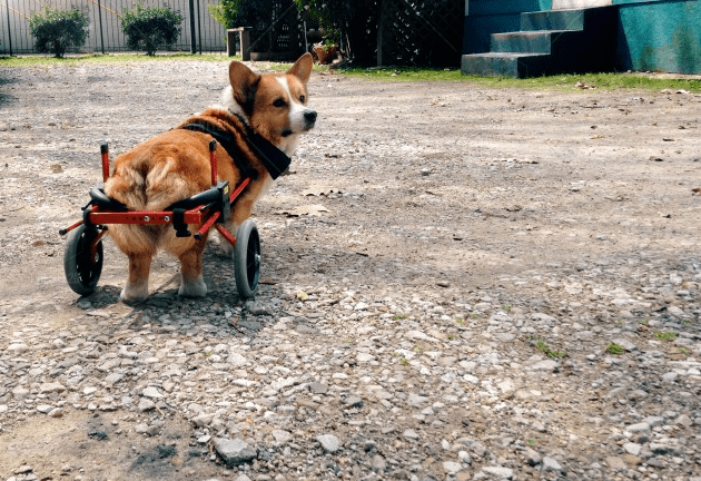 A dog walk by wheelchair