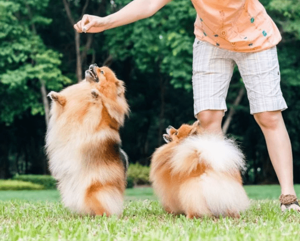 Dog Training with treet