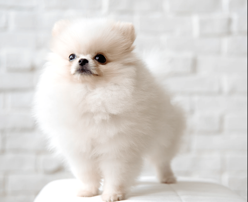 Fluffy outer coat Tiny Pomeranian