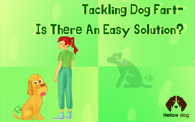 Tackling dog fart- Is there an easy solution