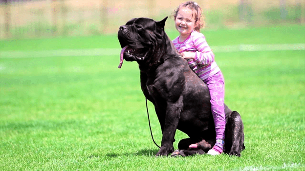 A Cane Corso dog plays joyfully with a little girl