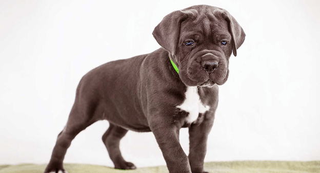 A gorgeous Cane Corso puppy
