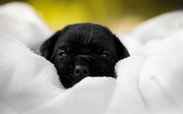 A little Cane Corso puppy with black fur
