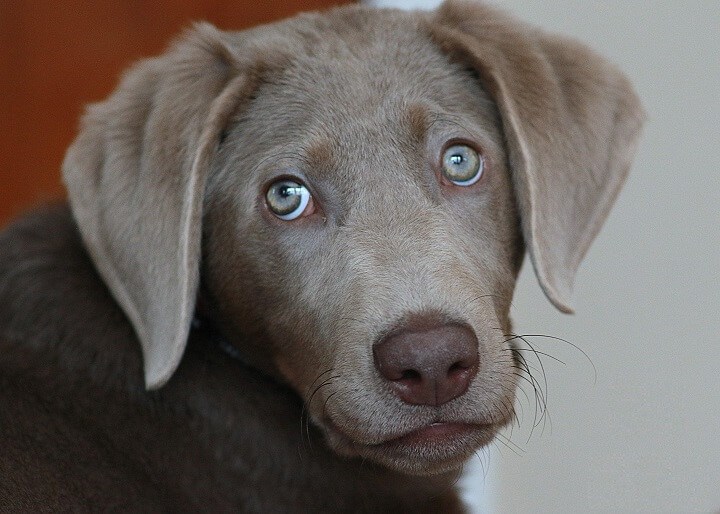 Close-up of a Silver Labrador's friendly and expressive eyes.
