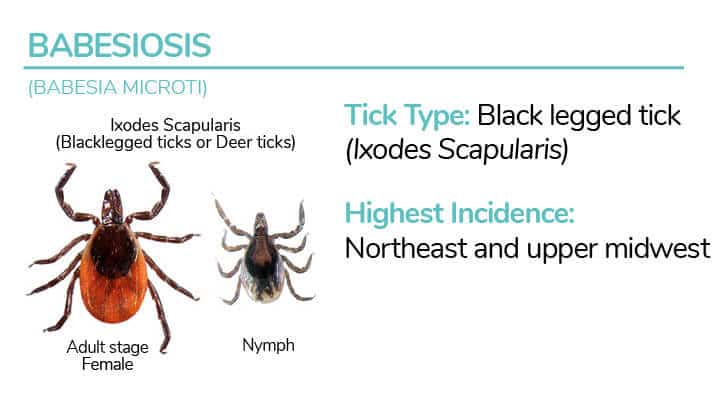 Black legged ticks