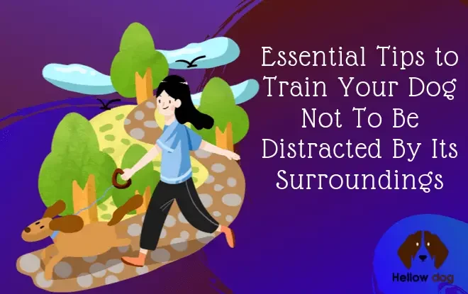 Essential Tips to Train Your Dog Not To Be Distracted By Its Surroundings
