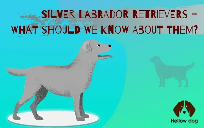 A beautiful Silver Labrador Retriever standing proudly.