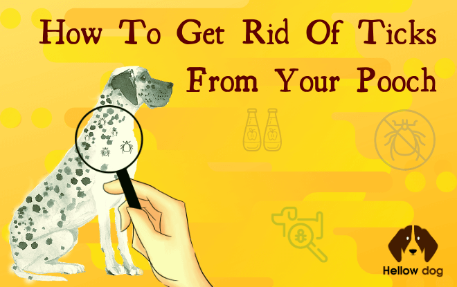 How To Get Rid Of Ticks From Your Pooch