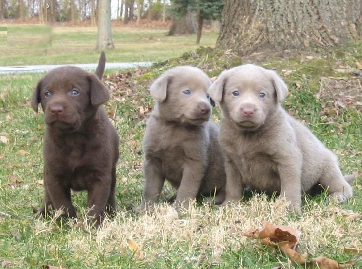 How a Silver Lab’s looks like