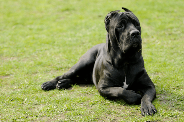 How much is a Cane Corso dog