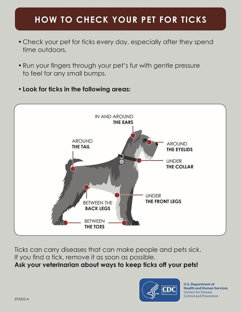 How to check your pet fof ticks
