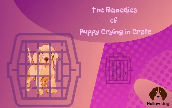 The Remedies of Puppy Crying in Crate