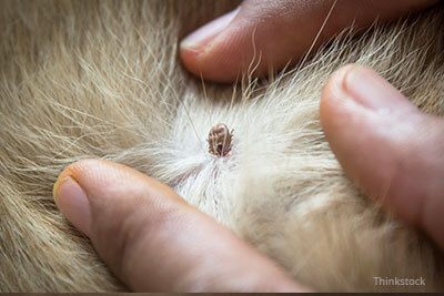 Tick Head Gets Stuck in Your Dog's Skin
