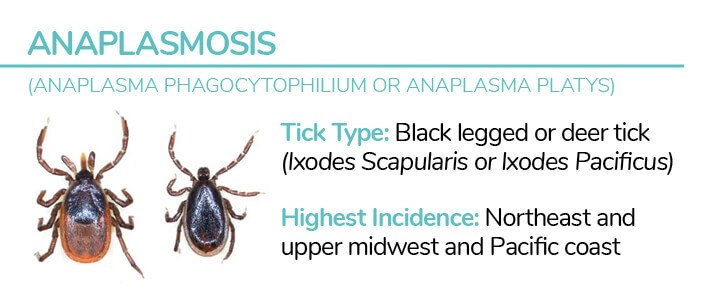 Tick Type- Black legged or deer tick