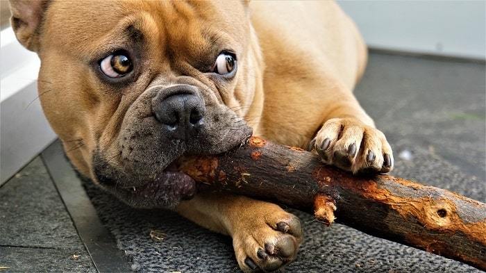 You can bring dog chew wood for stop dog bitting