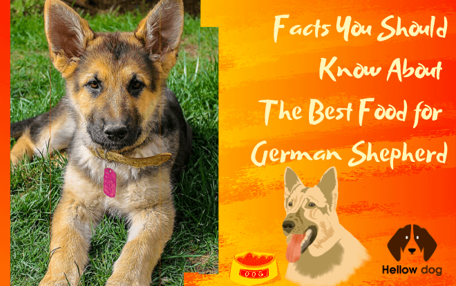 best food for german shepherd