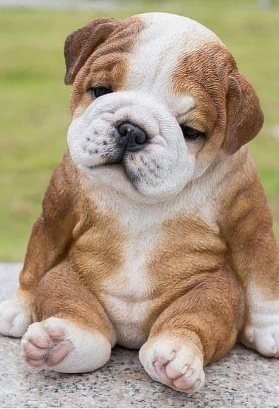 The Valley Bulldog a SourFaced, Lovable Clown! Hellow dog