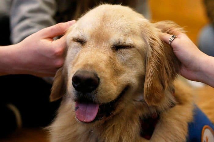 A therapy dog needs to be happy with all the care of people