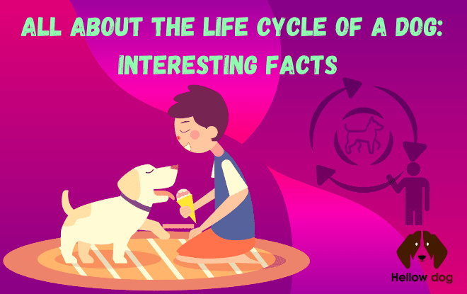All About The Life Cycle Of A Dog Interesting Facts