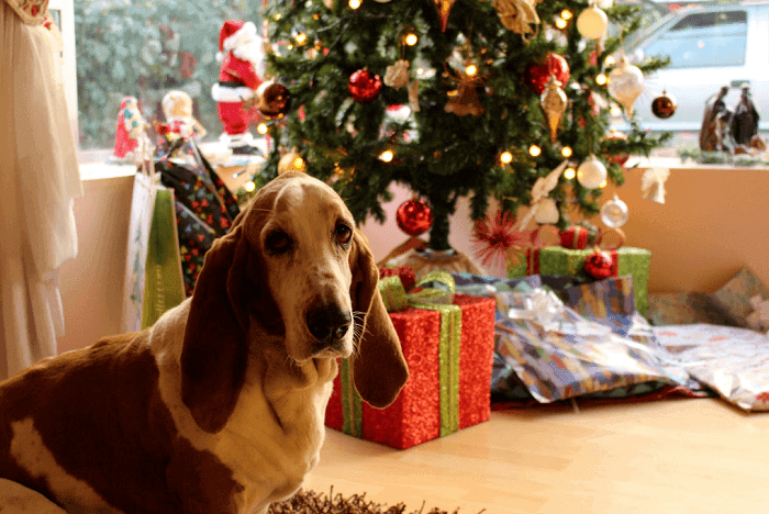 Dog Christmas presents