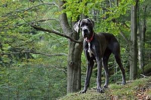 A majestic Great Dane standing tall with a regal presence, showcasing its impressive size and elegance.