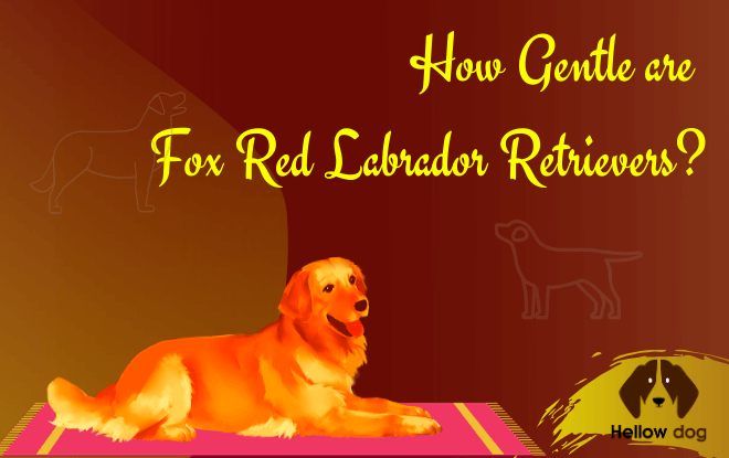 How gentle are Fox Red Labrador Retrievers