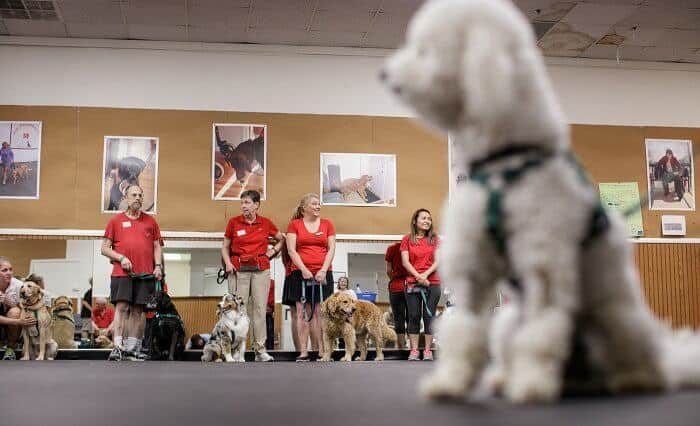 Therapy dog training