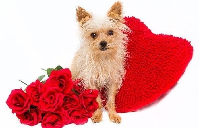 Dog valentine gifts