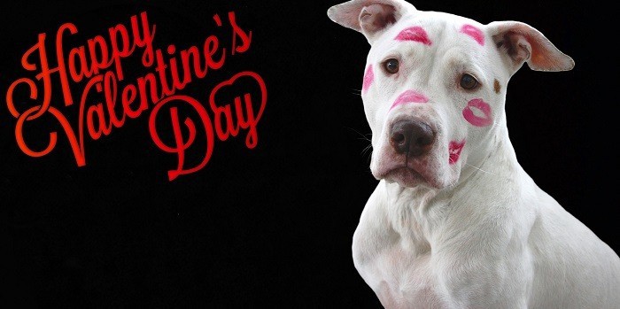 How Your Valentines’s Day Can Be Enjoyable for Your Dog