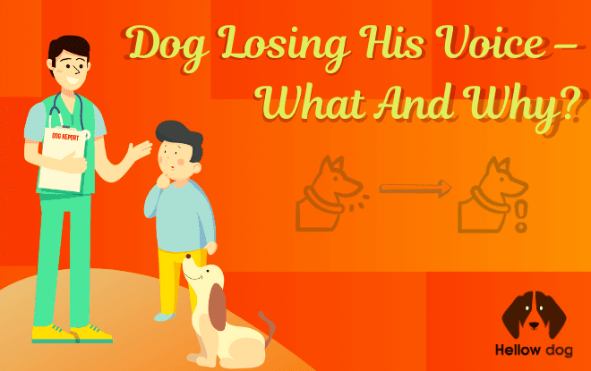 Dog Losing His Voice – What and Why