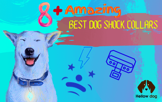 Best Dog Shock Collars