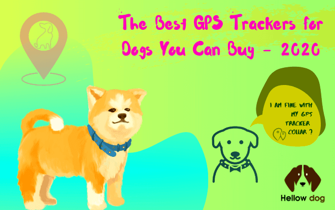 Best GPS Trackers for dogs