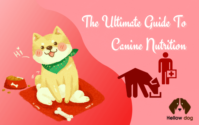The Ultimate Guide To Canine Nutrition