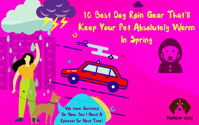 10 Best Dog Rain Gear That’ll Keep Your Pet Absolutely Warm In Spring