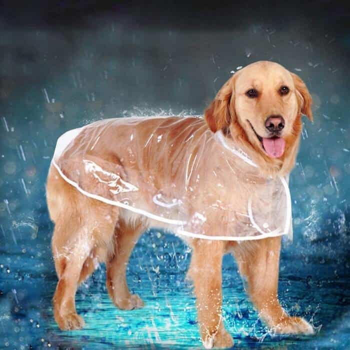 Dog in a raincoat