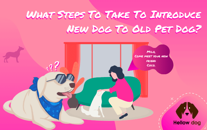 What Steps to Take To Introduce New Dog to Old Pet Dog