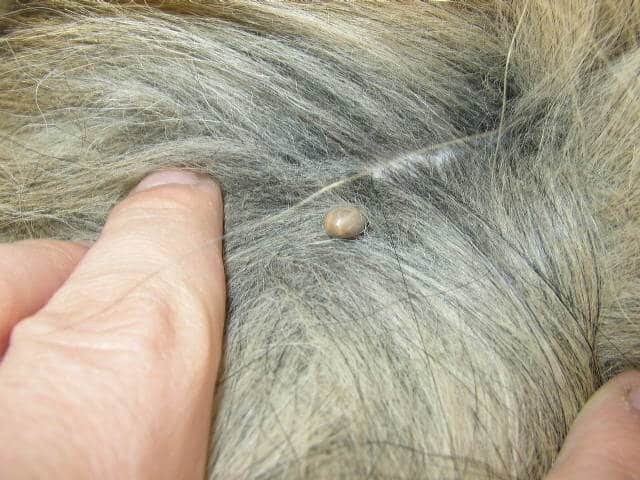 Ticks on dog