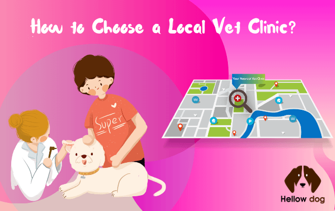 How to Choose a Local Vet Clinic