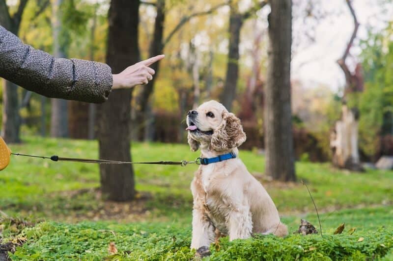 A leash will make it easier for you to communicate and control your dog