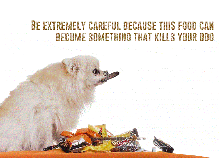 Be extremely careful because this food can become something that kills your dog