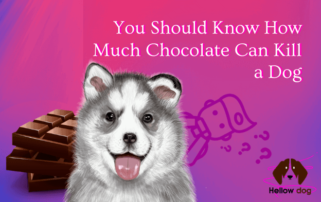 You Should Know How Much Chocolate Can Kill a Dog