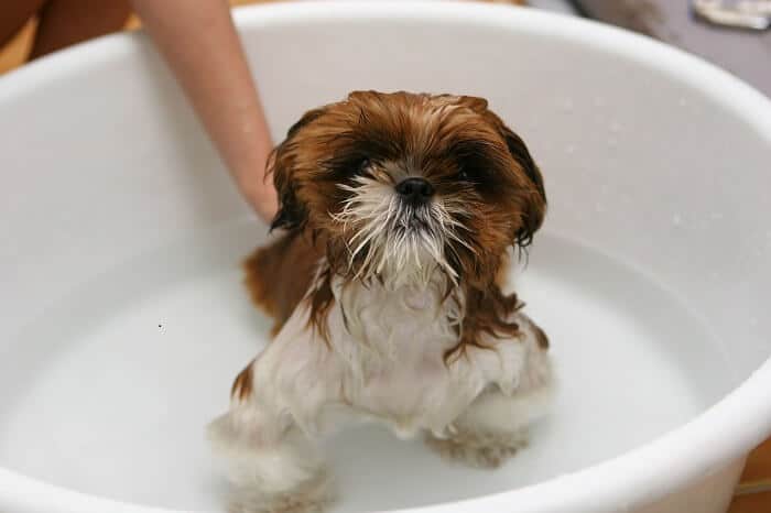 Bath your dog