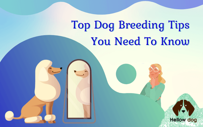 Top Dog Breeding Tips| Hellow dog