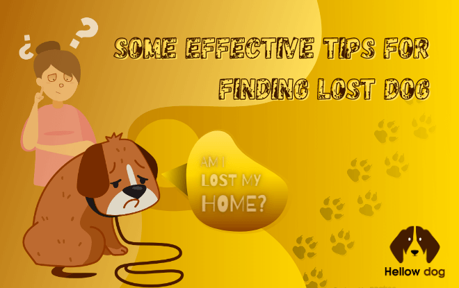 Some Effective Tips for Finding Lost Dog