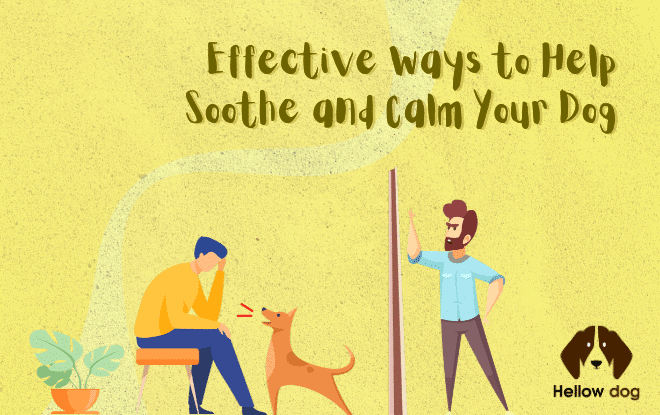 Effective Ways to Help Soothe and Calm Your Dog