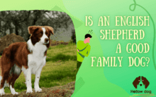 IS AN ENGLISH SHEPHERD A GOOD FAMILY DOG