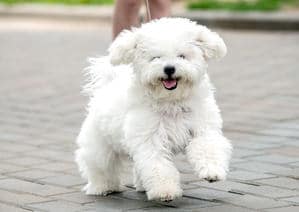 A graceful Bichon Frise dog with a pristine white coat, showcasing elegance and charm.