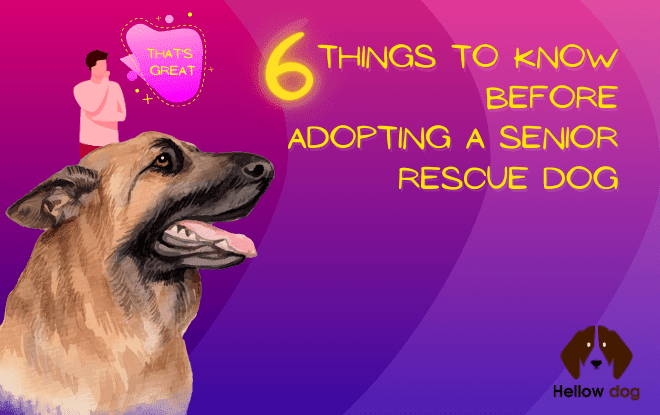 Six Things to Know Before Adopting a Senior Rescue Dog